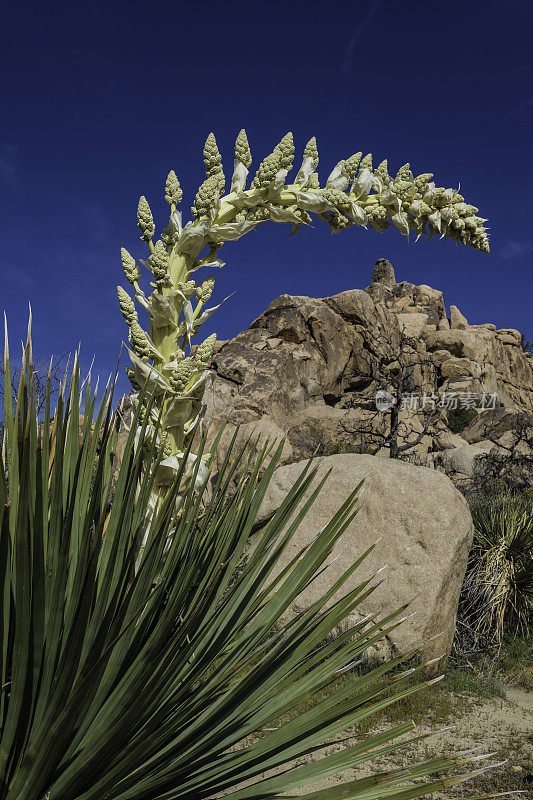 Nolina parryi, Parry Nolina，在加州约书亚树国家公园被发现。Asparagaceae。